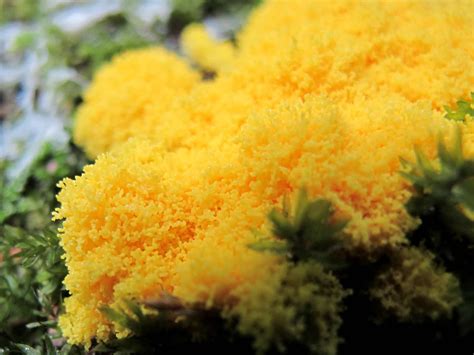 Dog Vomit Slime Mold Care And Growing Guide