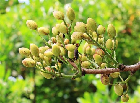 Uncooked patties will last in the refrigerator for three days, or in the freezer for six months. Pistachio Nut Tree | Niche Fruit & Nut Supplies | FGS