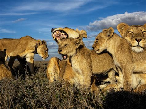 Are Lions Going Extinct Home Interior Design