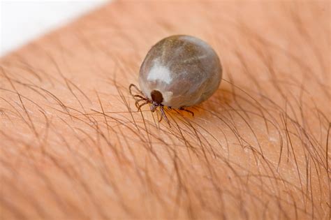 15 Things You Must Know About Ticks Health