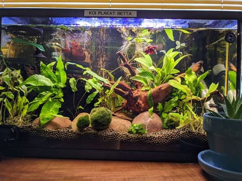 My 10 Gallon Betta Tank Fish Tank Plants Fish Tank Terrarium Fish