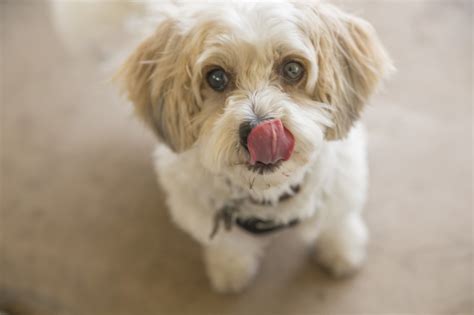 Healthy Pet Foods You Are What You Eat Beverly Hills Veterinary