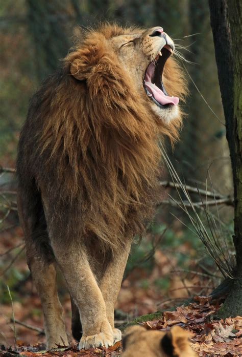 A Lion With Its Mouth Open Standing Next To A Tree
