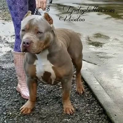 We are dedicated to breeding the best american bully puppies. XXL Biggest Best Extreme Pitbulls American bully Breeder ...