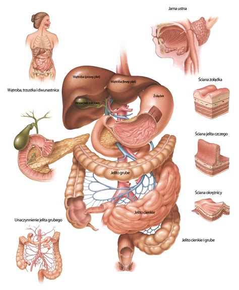 Uk Ad Pokarmowy I Metabolizm Klinika Leczenia Niep Odno Ci