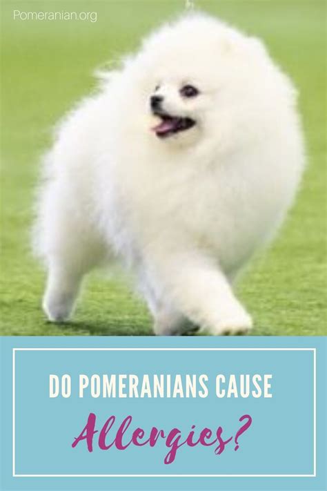 Do Pomeranians Cause Allergies Pomeranian Dog Pomeranian Dog Shedding
