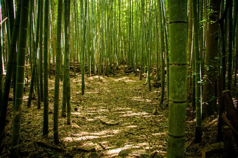 Find Your Inner Zen At Arashiyamas Sagano Bamboo Forest Kyoto