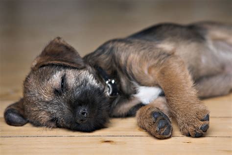 Filelet Sleeping Dogs Lie Wikimedia Commons