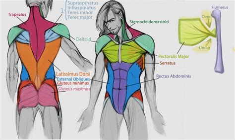 Select a muscle group under each area to see the corresponding trigger points, referred pain patterns and stretches that should be performed along with pressure pointer treatment. Pin on Anotomy of all kinds