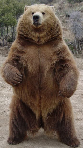 Grizzly Bear Even Though He Would Probably Rip Me Apart I Would Love
