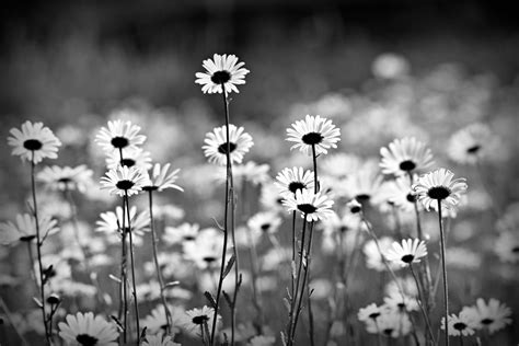 Daisy Monochrome By Mabel Amber