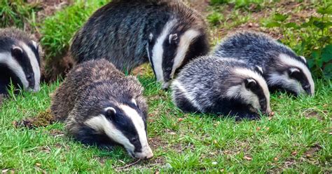 6 Ways To Stop Badgers Digging In Your Garden Garden Doctor