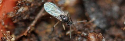 Fungus Gnats Pests And Diseases Canna Gardening Usa