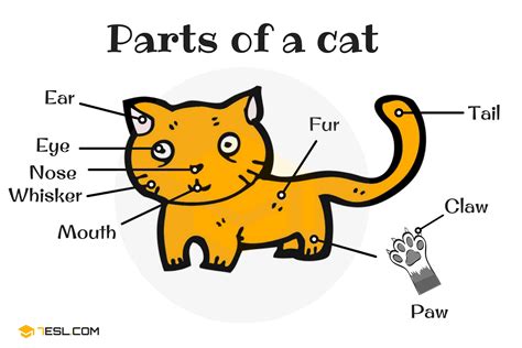 Different Cat Parts Useful Cat Anatomy With Pictures • 7esl