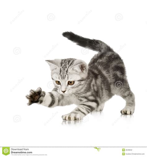 Kitten Playing Stock Photo Image Of Grabbing Purr Point 2646842