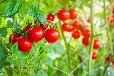 Does Your Winter Greenhouse Tomato Know What It Could Yield