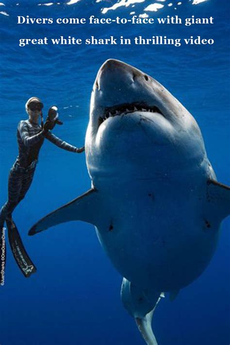 Divers Come Face To Face With Giant Great White Shark In Thrilling