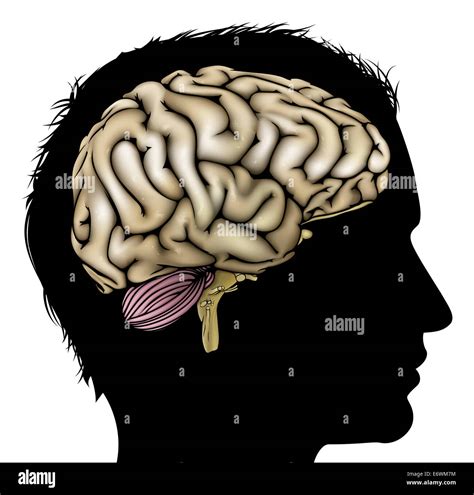 A Mans Head In Silhouette With Brain Concept For Mental Psychological