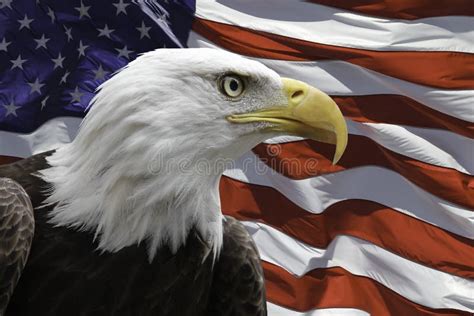 2035 American Eagle Flag Stock Photos Free And Royalty Free Stock