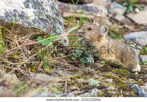 Pika Eating Grass Banff National Park Stock Photo 1231132066 Shutterstock