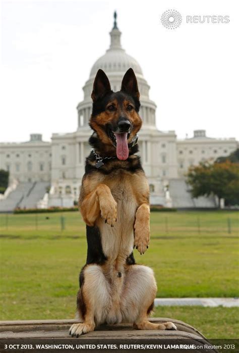 147 Best Dogs Policeservicerescue Images On Pinterest