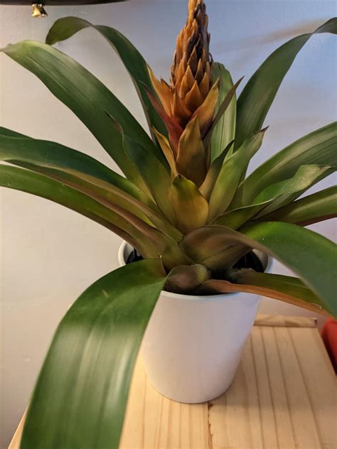 Was Ted Our First Bromeliad The Leaves And Flower Are Starting To