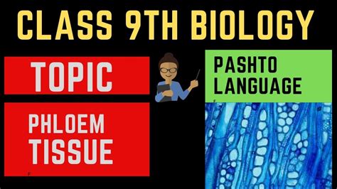 Phloem Tissues Definition Examples Structure In Pashto Home Of
