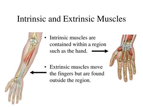 Ppt Chapter 10 The Muscular System Powerpoint Presentation Free