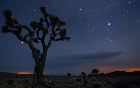 Joshua Tree Wallpaper 75 Images