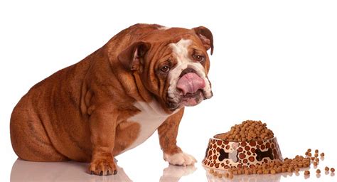 What Kind Of Dog Food Is Best For English Bulldogs