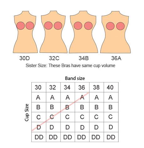 Tits B Cup Size Chart Mega Porn Pics