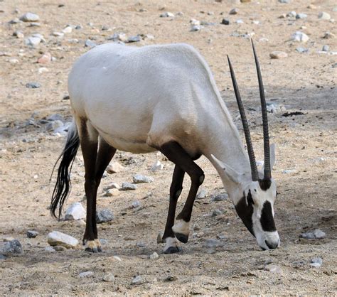The Living Desert Arabian Oryx Unicorn Of The Desert Flickr