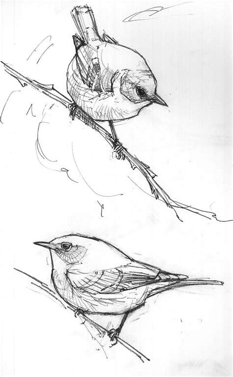 Birds On A Branch Bird Drawings Animal Drawings Drawing Birds