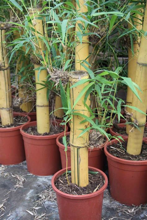 Die einsatzmöglichkeiten von bambus im garten sind äußerst vielfältig und den gestaltungsmöglichkeiten sind keine grenzen gesetzt. Bambus Pflege Zimmerpflanze. lucky bamboo als ...