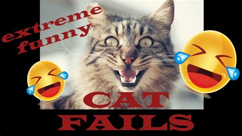 👉 Funny Cats Video Try Not To Laugh Epic Cat Fails 😹 Youtube