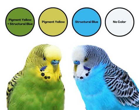 Parakeet Colors Varieties