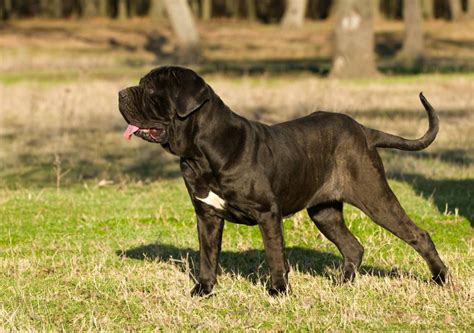 9 Of The Worlds Largest Dog Breeds