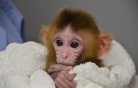 Chimeric Rhesus Monkey Baby Baby Animal Zoo