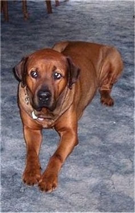 boxweiler dog breed information  pictures