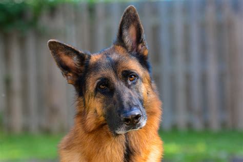 Since beef can become a source of allergies, we recommend lamb or fish. Top 6 Recommended Best Foods for a German Shepherd
