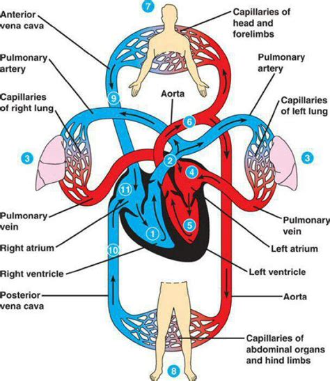 The femoral artery is a major systemic artery found in the leg and thigh. Pulmonary and systemic circulation - HSC PDHPE