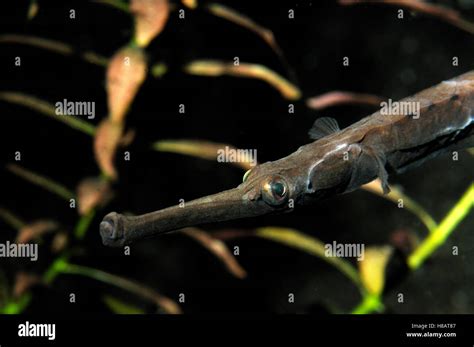 African Freshwater Pipefish Enneacampus Ansorgii Africa Stock Photo