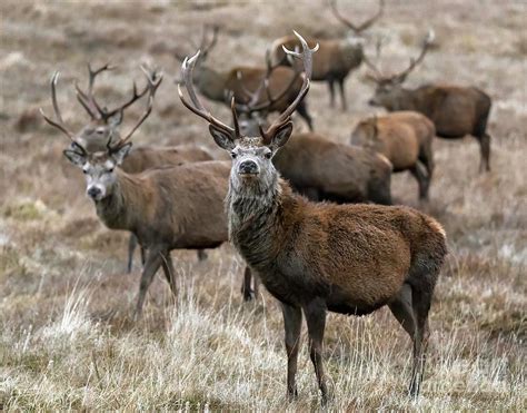 A Group Of Red Deer Stags In Winter Cairngorms Scotland Photograph By