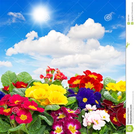 It has a resolution of 2800x1400 pixels. Primula Flowers On Blue Sky Background Stock Photo - Image ...