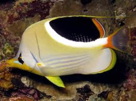 Saddle Butterflyfish Information And Picture Sea Animals