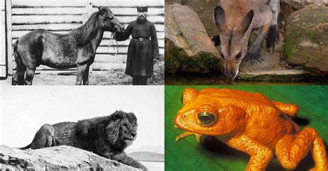 Extinct Animals In The Last 100 Years List