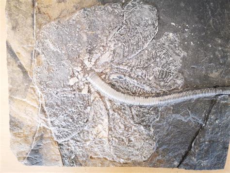 Rare Sea Lily Fossil From Hundreds Millions Of Years Ago 稀有亿万年前的海百合化石