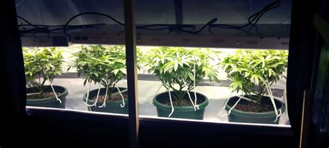 Using T5 Grow Lights For Cannabis Grow Weed Easy