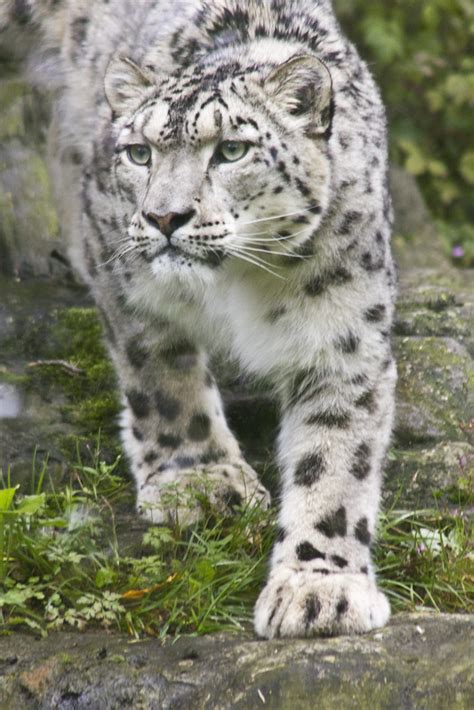 Snow Leopard 3 Marwell Zoo Nr Winchester Hampshire Sic Itur Ad