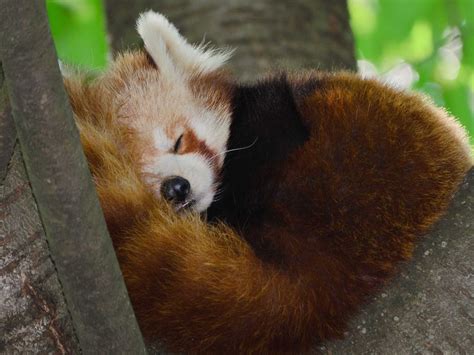 The 20 Cutest Wild Animals On Earth Business Insider